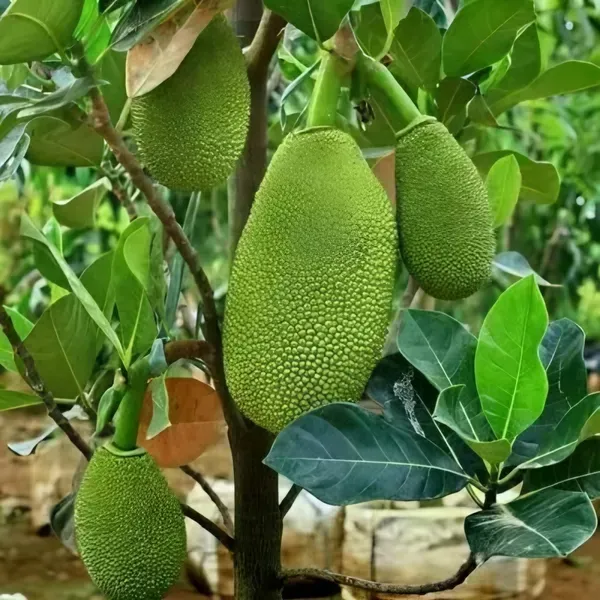 Pink_Jackfruit___Organic_Plant_For_Home