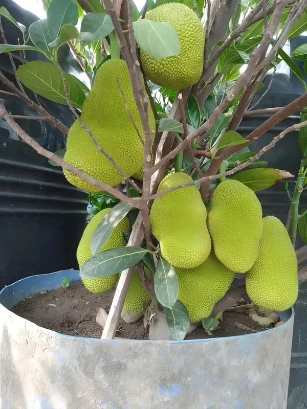 Pink_Jackfruit___Organic_Plant_For_Home