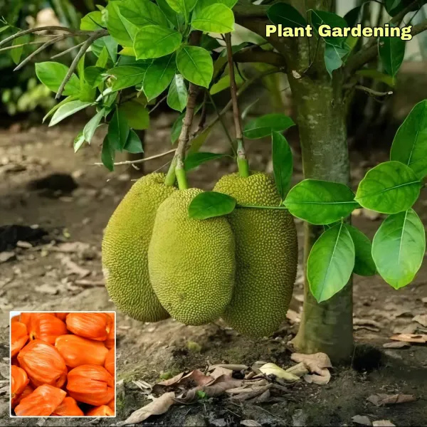 Pink_Jackfruit___Organic_Plant_For_Home
