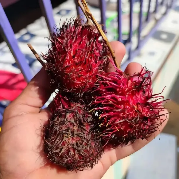 Rambhutan_N18_Organic_Rambutan_Plant