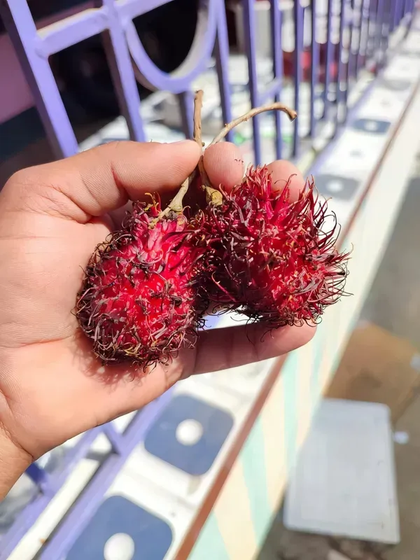 Rambhutan_N18_Organic_Rambutan_Plant