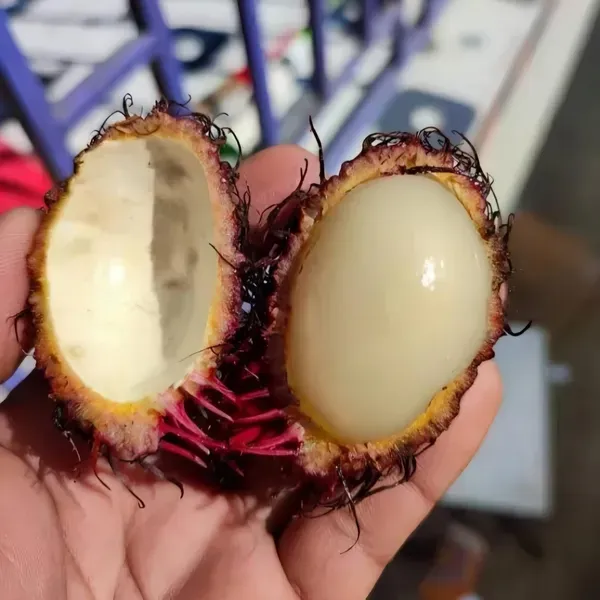 Rambhutan_N18_Organic_Rambutan_Plant
