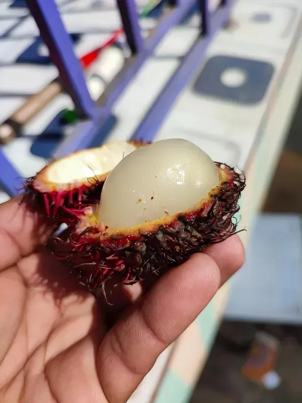 Rambhutan_N18_Organic_Rambutan_Plant