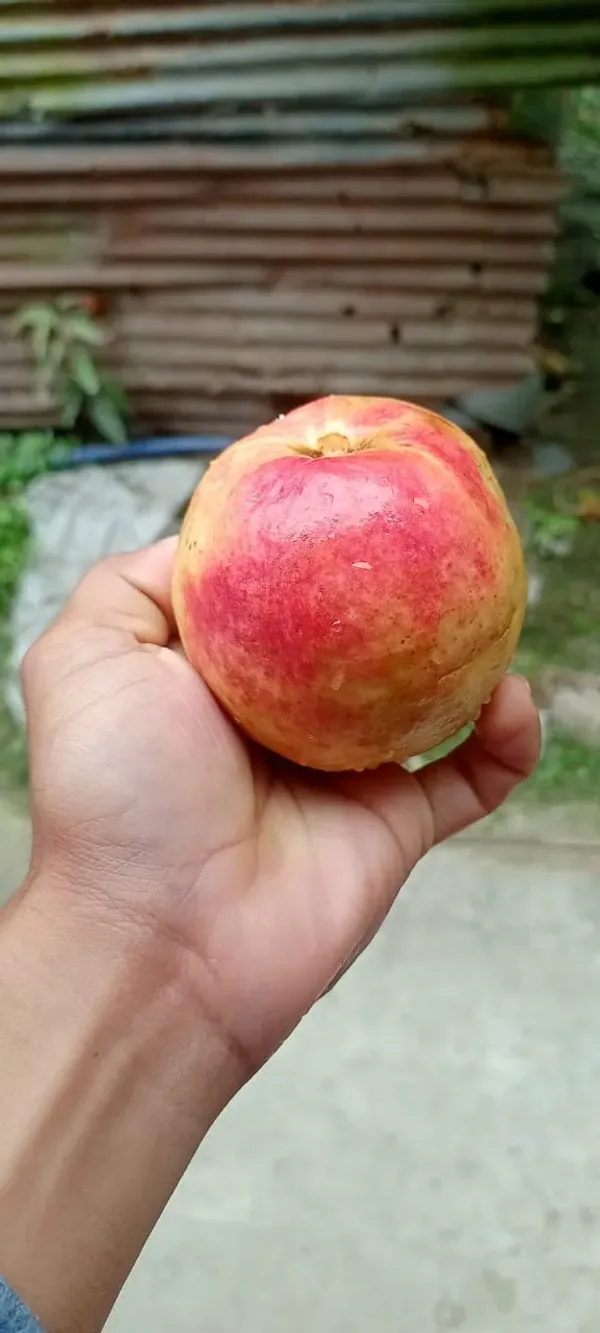 Elhabad_Surkha_Guava_Plant_Organic