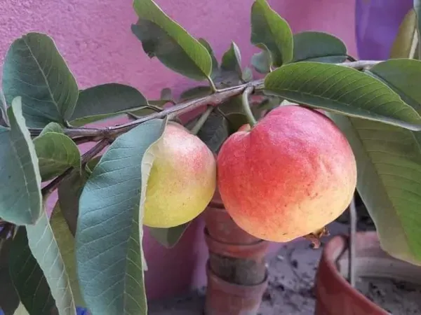 Elhabad_Surkha_Guava_Plant_Organic
