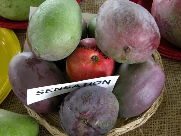 Sensation_Mango_Organic_Plant_For_Home