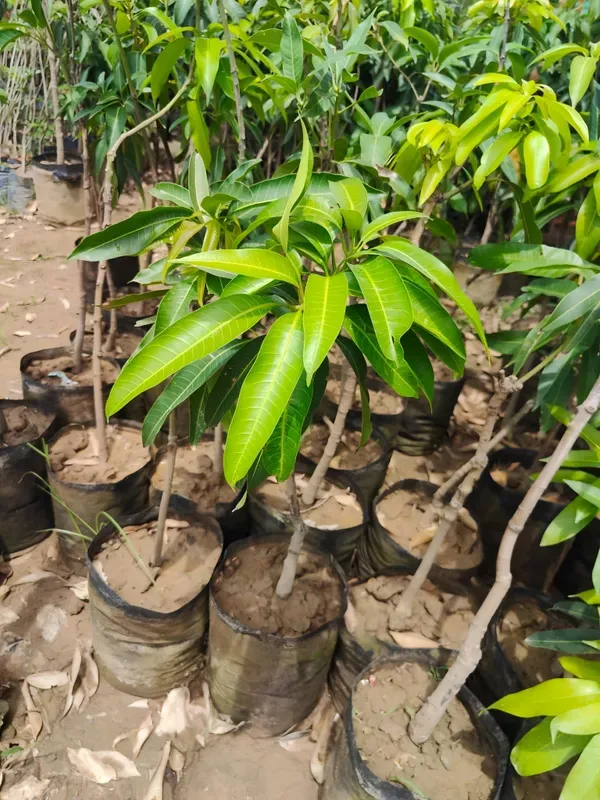 Sensation_Mango_Organic_Plant_For_Home