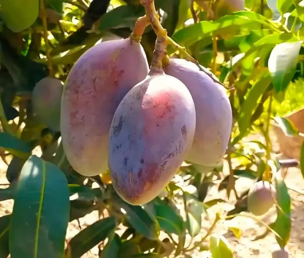 Sensation_Mango_Organic_Plant_For_Home