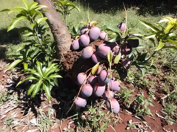 Sensation_Mango_Organic_Plant_For_Home