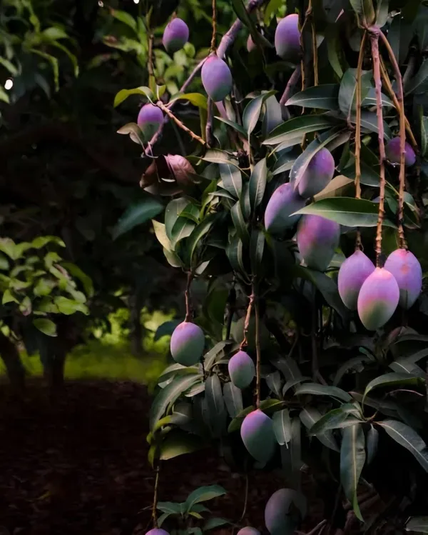 Sensation_Mango_Organic_Plant_For_Home