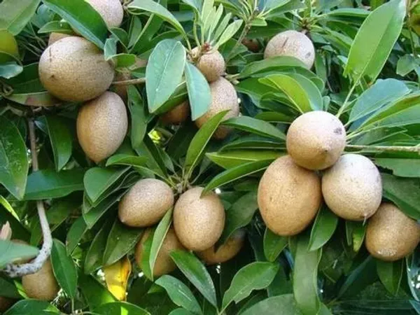 Kalapti_Chiku___Organic_Plant_For_Home