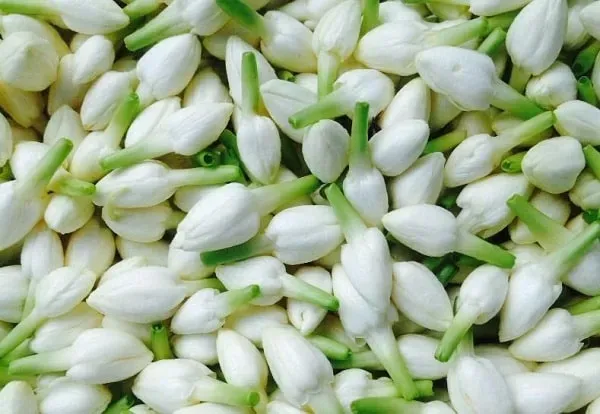 Fragrance_Ful_Plant_Organic_Jasmine