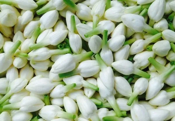 Fragrance_Ful_Plant_Organic_Jasmine