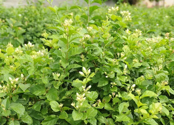 Fragrance_Ful_Plant_Organic_Jasmine