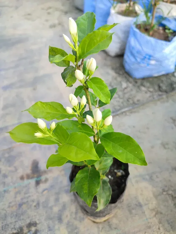 Fragrance_Ful_Plant_Organic_Jasmine