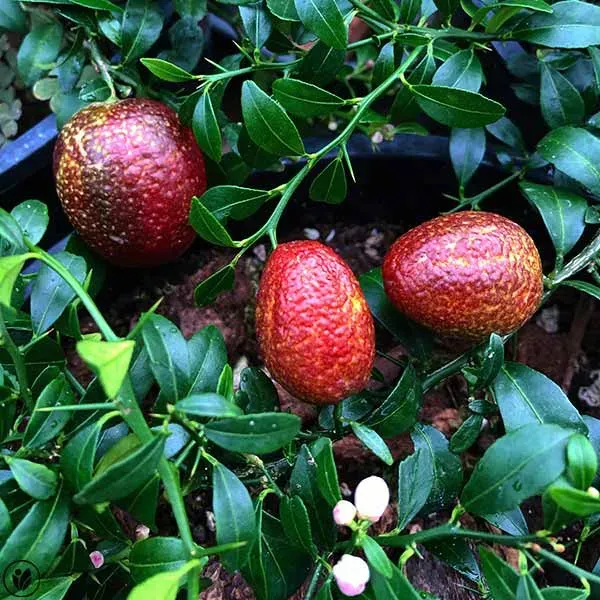 Australian_Red_Lime_Organic_Plant