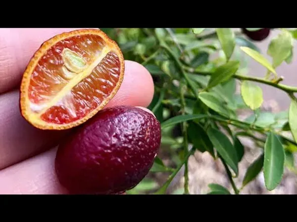Australian_Red_Lime_Organic_Plant