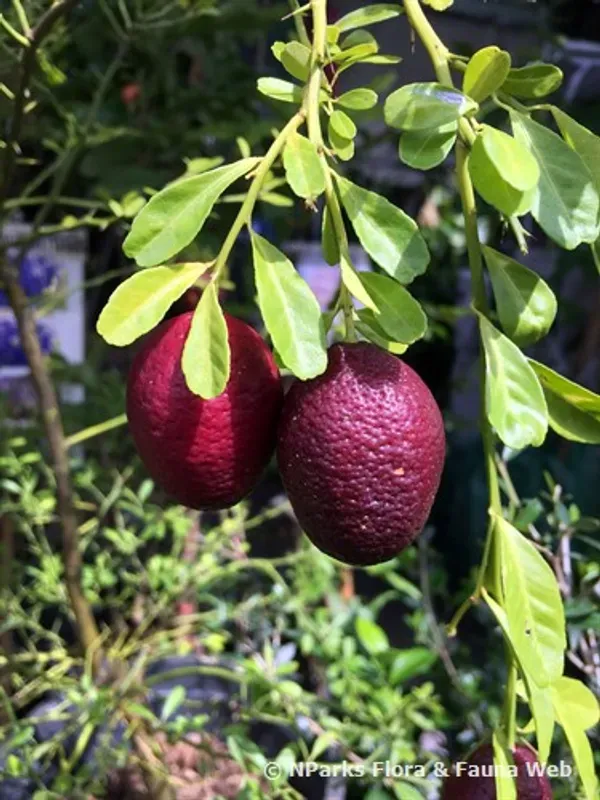 Australian_Red_Lime_Organic_Plant