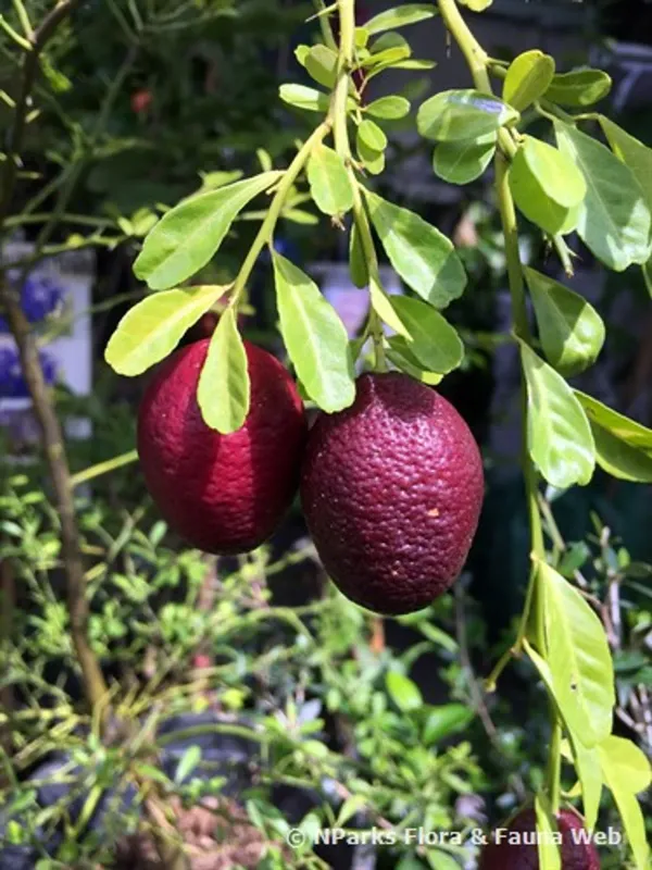 Australian_Red_Lime_Organic_Plant