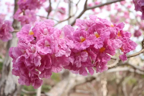 Tabibuia_Pink_Organic_Tabebuia_Plant