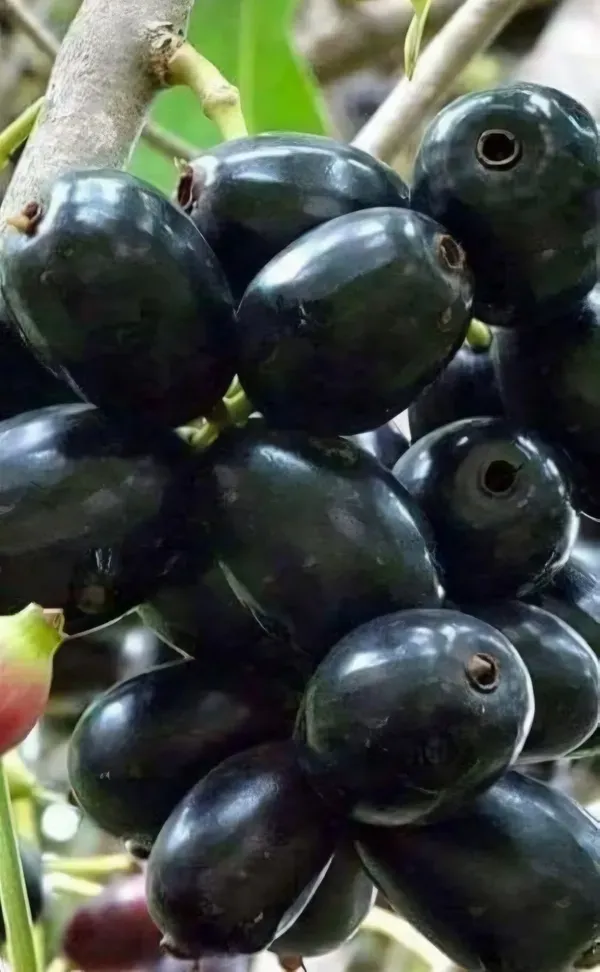 Seddless_Jamun___Organic_Plant_For_Home