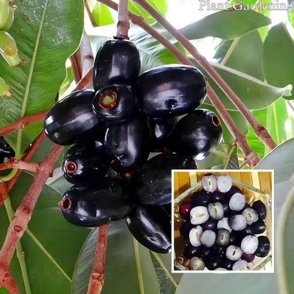 Seddless_Jamun___Organic_Plant_For_Home