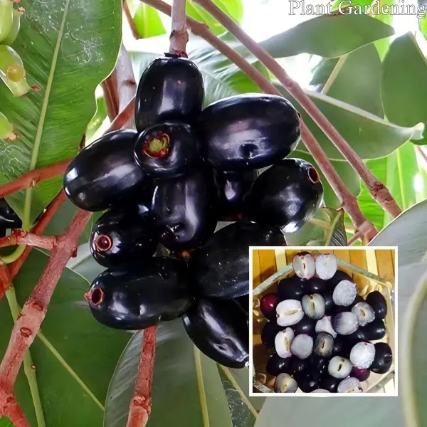 Seddless_Jamun___Organic_Plant_For_Home