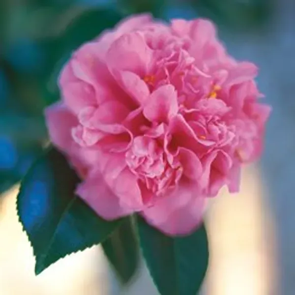 Vila_Camelia_Organic_Camellia_Plant