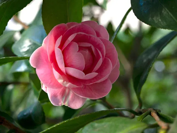 Vila_Camelia_Organic_Camellia_Plant