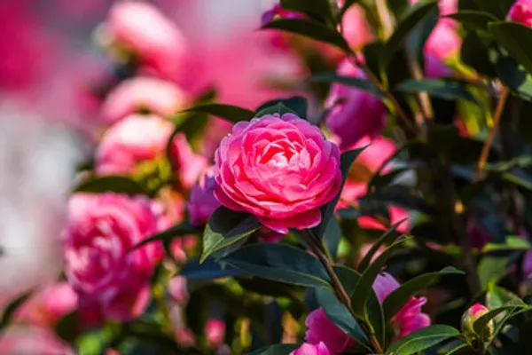 Vila_Camelia_Organic_Camellia_Plant