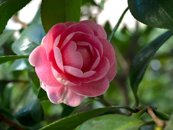 Vila_Camelia_Organic_Camellia_Plant