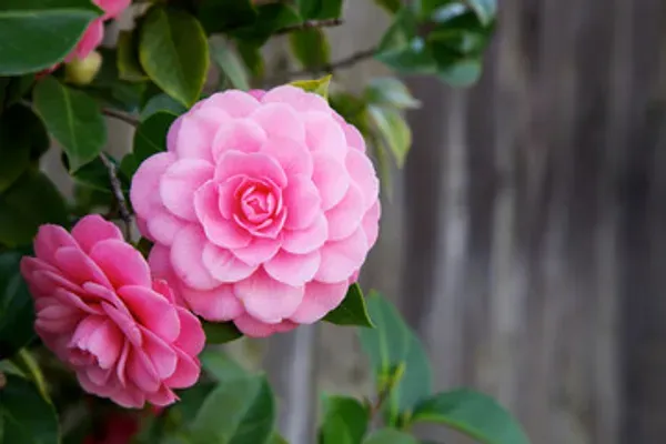 Vila_Camelia_Organic_Camellia_Plant