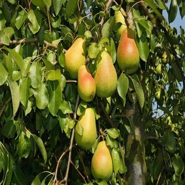 Ornamental_Plant___Organic_Plant_For_Home