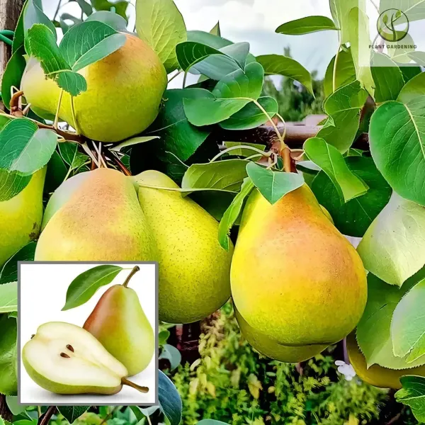 Ornamental_Plant___Organic_Plant_For_Home