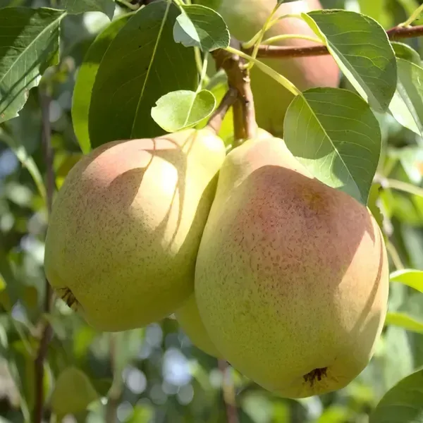 Ornamental_Plant___Organic_Plant_For_Home