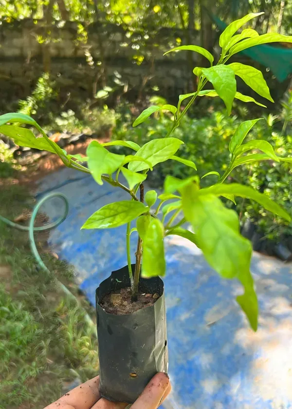 Ornamental_Crepper_Organic_of_Plant