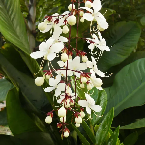 Ornamental_Crepper_Organic_of_Plant