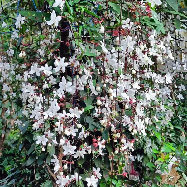 Ornamental_Crepper_Organic_of_Plant