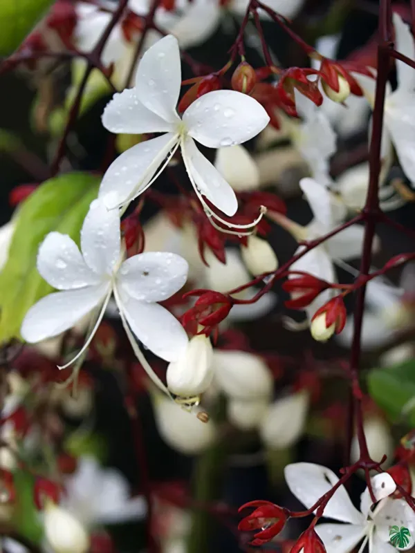 Ornamental_Crepper_Organic_of_Plant