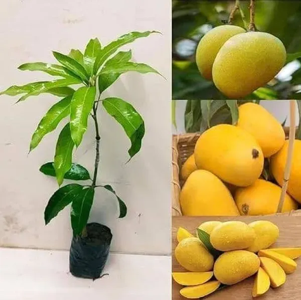 Banganpalli_Mango_Organic_Plant_For_Home