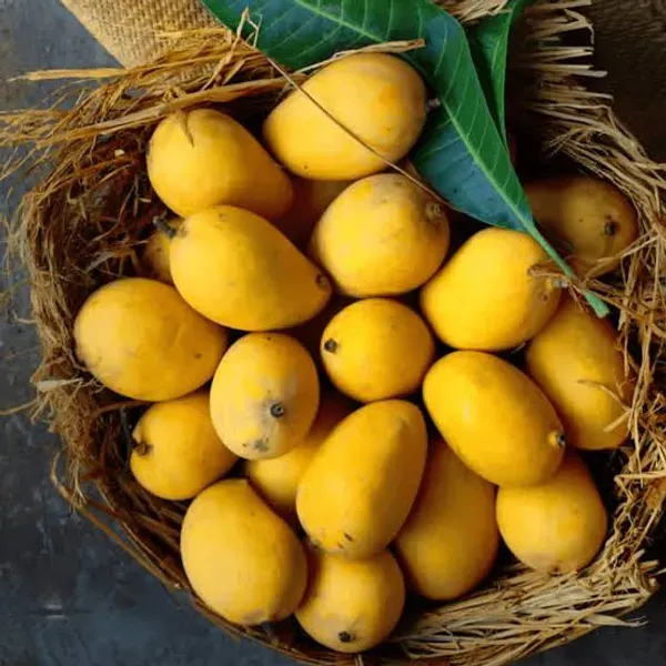 Banganpalli_Mango_Organic_Plant_For_Home