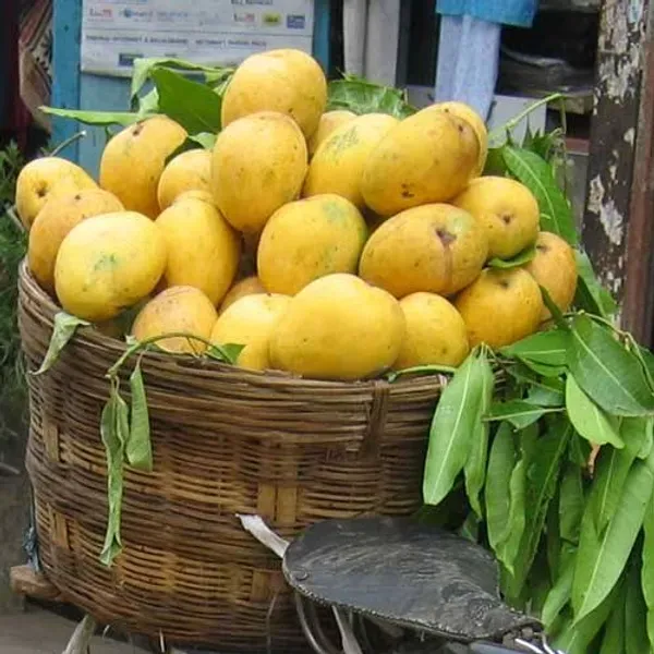 Banganpalli_Mango_Organic_Plant_For_Home