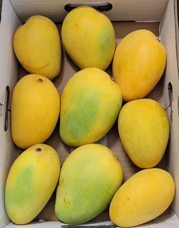 Banganpalli_Mango_Organic_Plant_For_Home