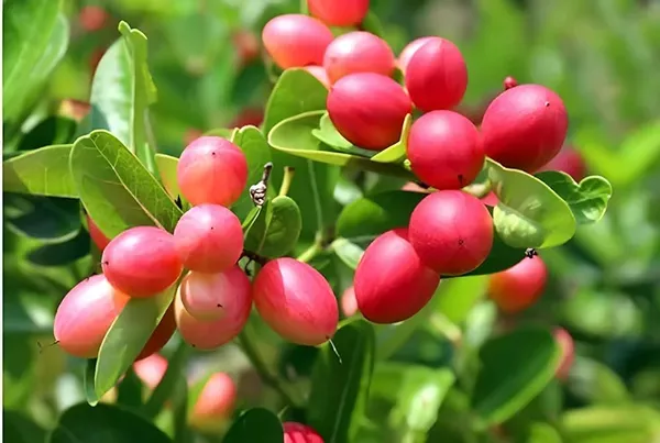 Sour_Kronda_Plant_Organic_Karonda