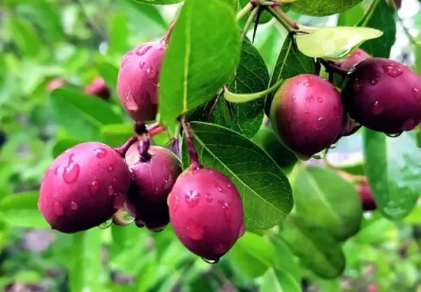 Sour_Kronda_Plant_Organic_Karonda