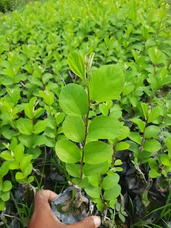 Ball_Sumdori_Ornamental_Organic_Plant