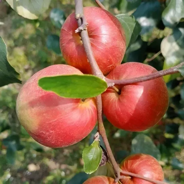 Ball_Sumdori_Ornamental_Organic_Plant