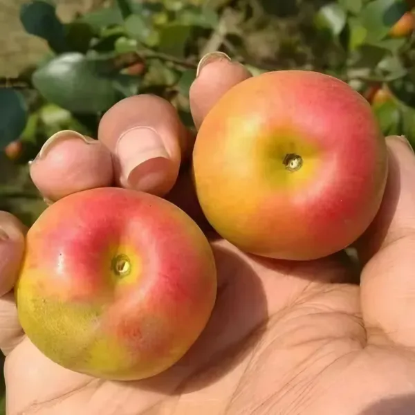 Ball_Sumdori_Ornamental_Organic_Plant