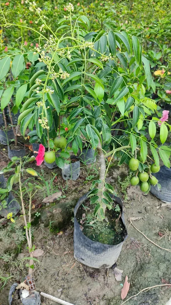 Ornamental_Plum___Organic_Plant_For_Home