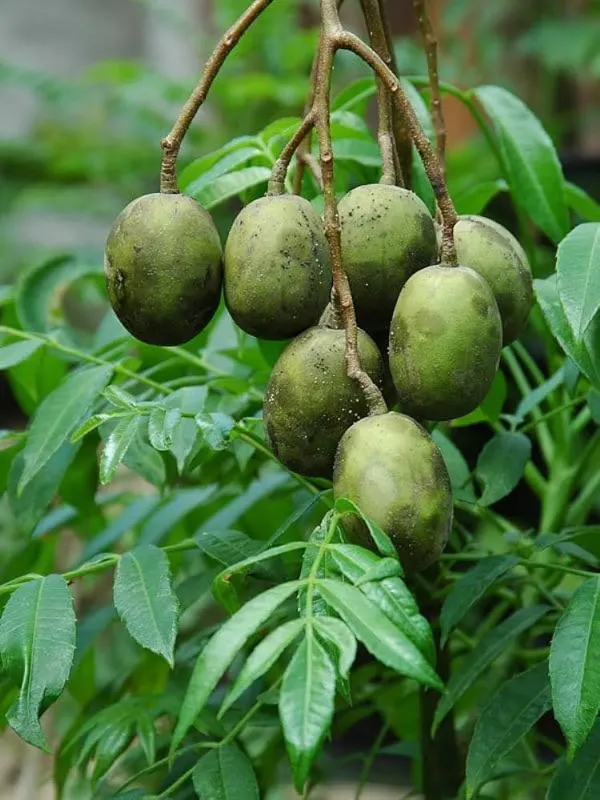 Ornamental_Plum___Organic_Plant_For_Home